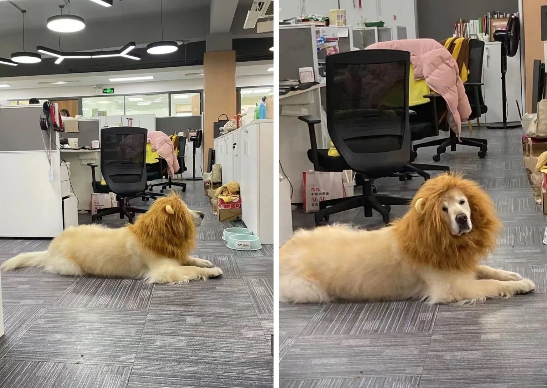 Chinese Employees Bring Pets To Offices Including Dogs, Cats, And Lizards…